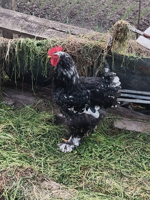 Продавам петел кохин