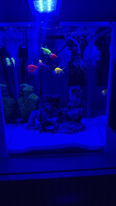 Аквариум готовый 20 л с рыбками