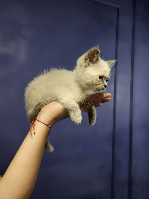 Britain's Scottish fold