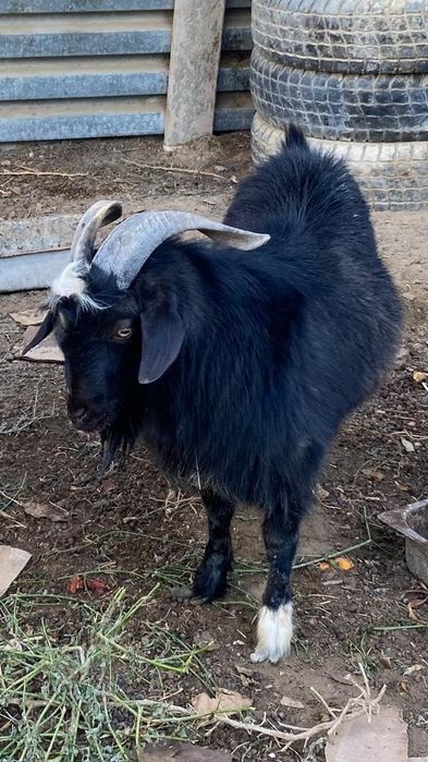 Асыл тұқымды теке альпейский