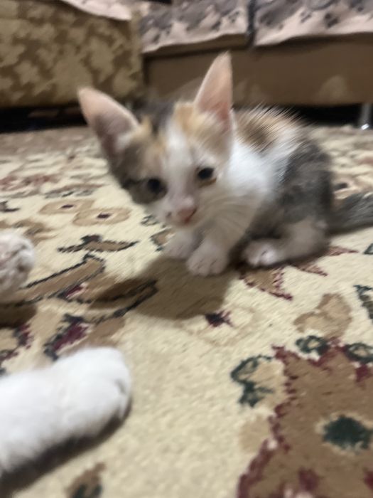 Отдам котят в хорошие руки