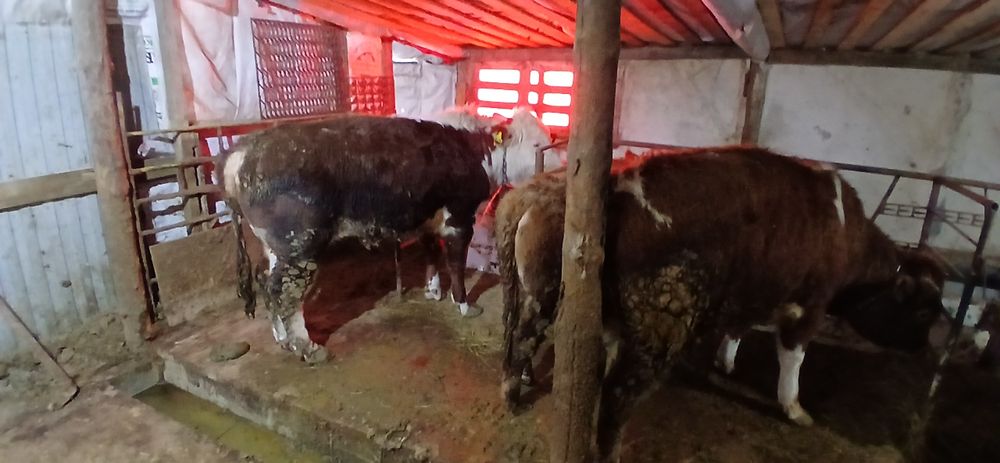 Продам три быка и одну телку возраст год
