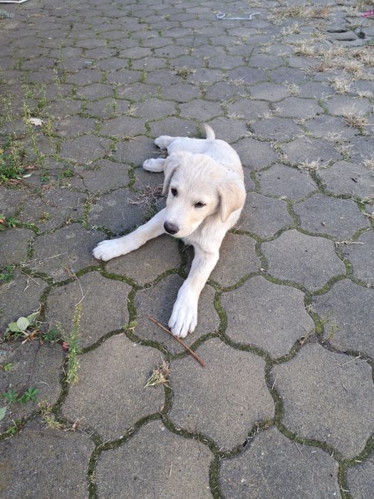 Pui de Labrador fetiță, 3 luni
