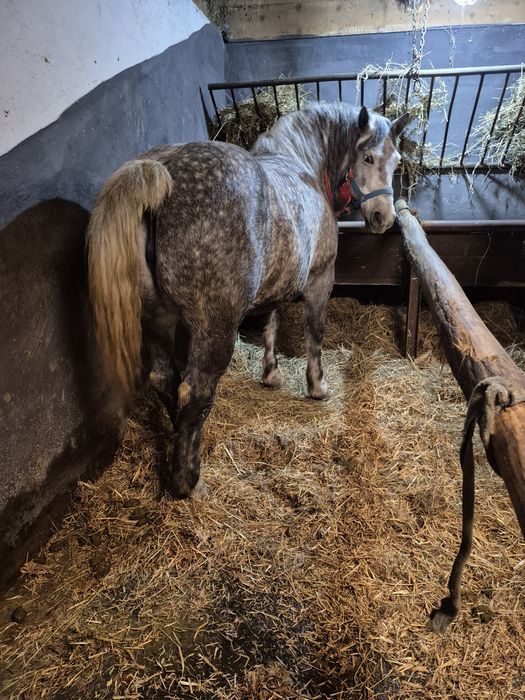 Vând iapă pentru pretențioși 6pe 7 ani