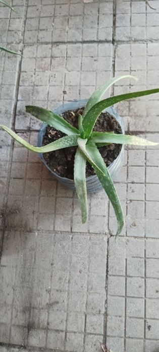 Продавам рози,алое,салвия,евонимус,чашкодрян,чемшир,делосперма