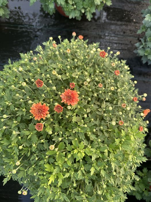 Flori Crizanteme