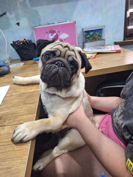 Мопс для вязки, наш мопс Тедди ищет спутницу