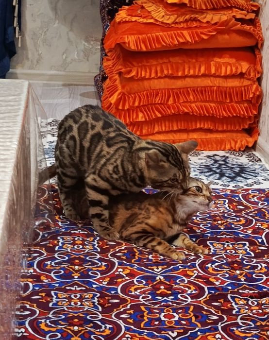 Вязка бенгал.Не продажа.