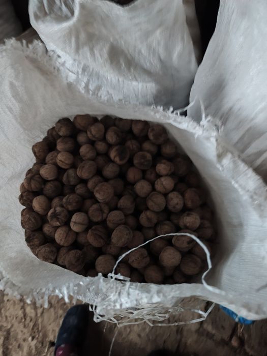 Продается грецкий орех,