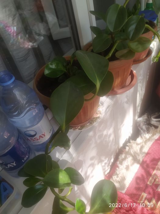 Разные комнатные цветы