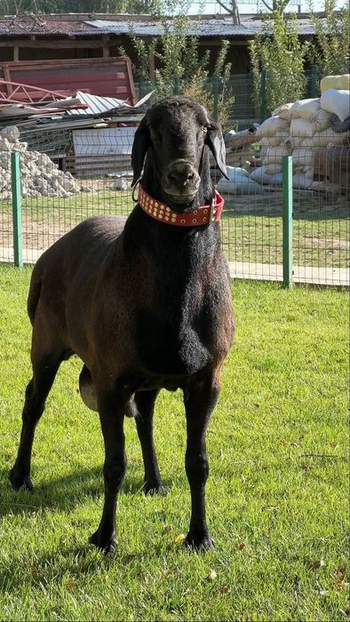 Qoy Қўй · Қўчқор · Кўчкор — Жойида Сўйиб Берамиз

Самарқанд то