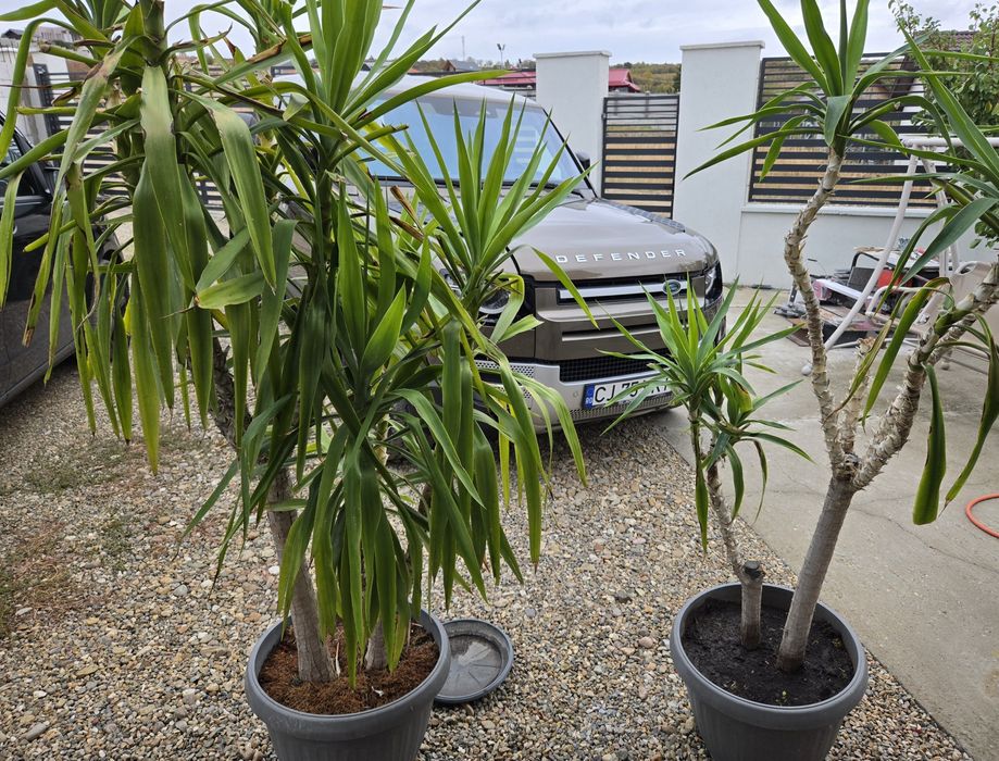 Flori Yucca        .