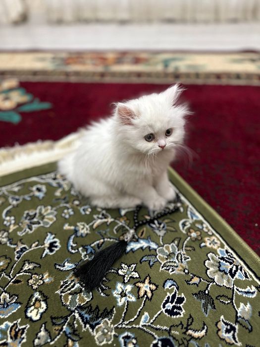 Скотиш страйт белый