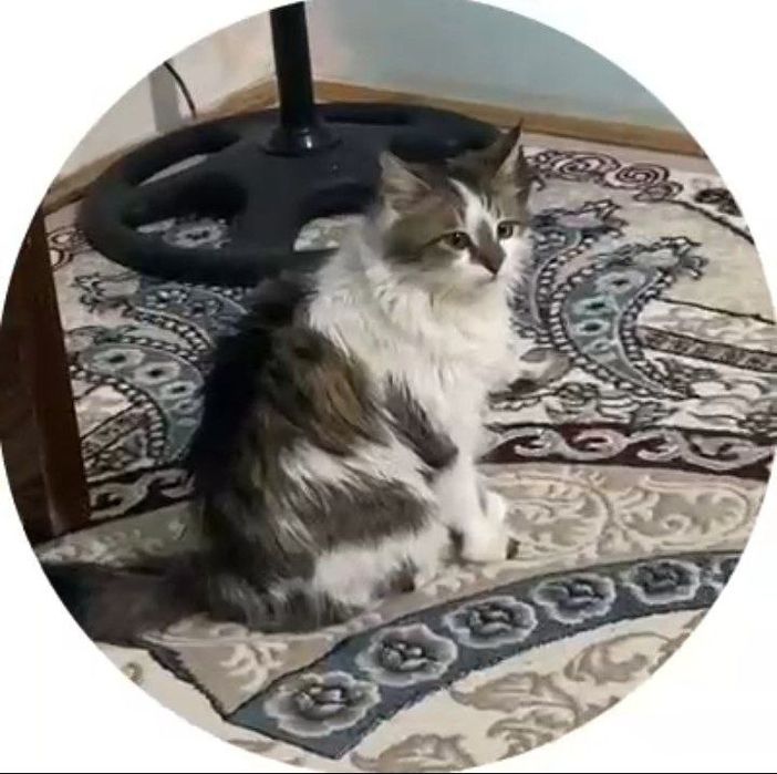 Кошка породистая