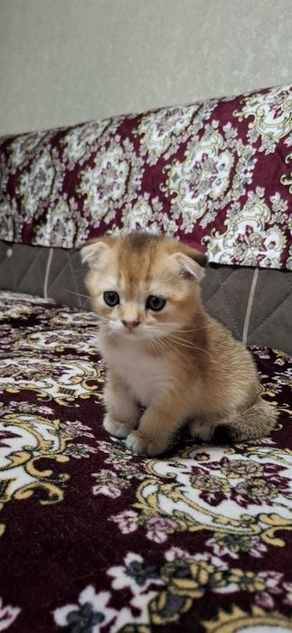 Котята Скоттиш фолд√
