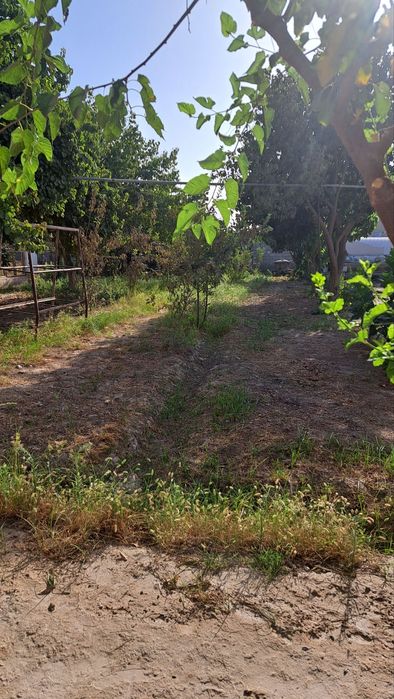 Limonariyada yer sotiladi