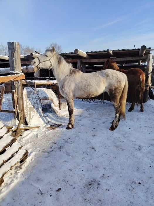 Жыкылар сатылады