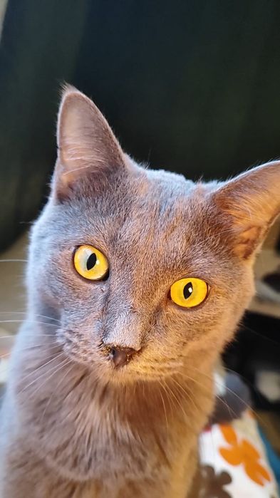 Котик ищет дом , Астана