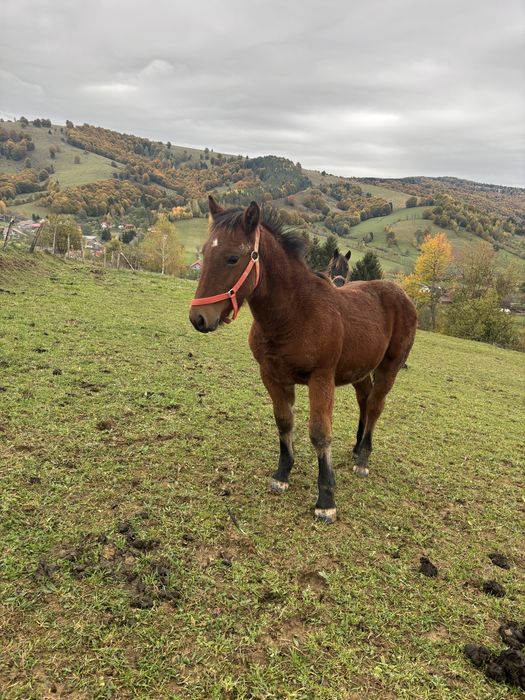 Vand Mânz  de 8 luni