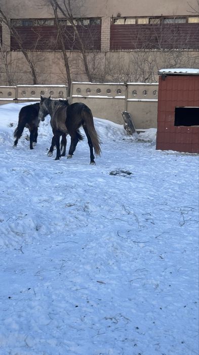 Продам кобылу со степи