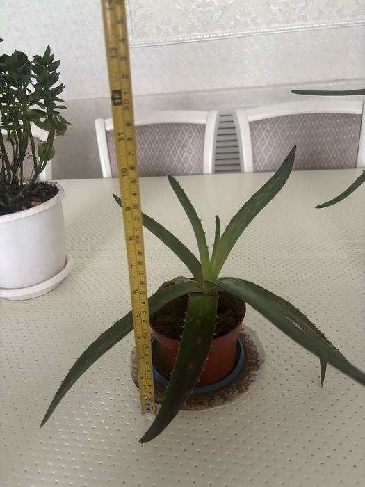 Лечебная Элое 1,5-2 года и другие цветы