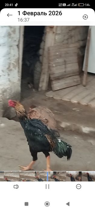 Сатлады срочнаа.