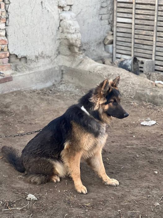 Kuchik sotiladi kelishilgan narxda