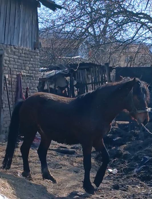 Armăsar de vanzare 3 ani