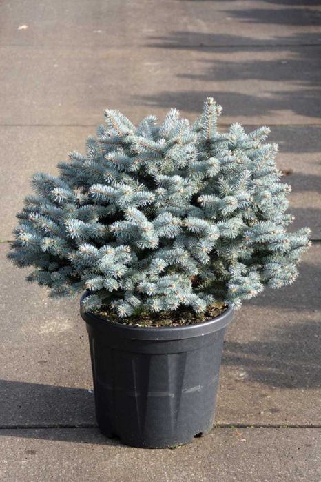 Продам саженцы сеянцы ель голубая ёлка сосна липа дуб рябина кедр