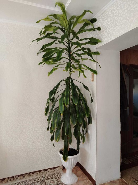 Драцена Душистая