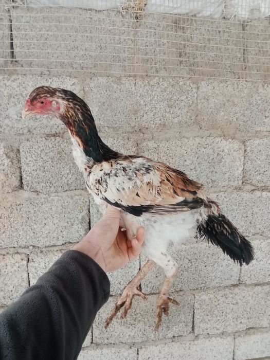 Дакан мекендер сатылады