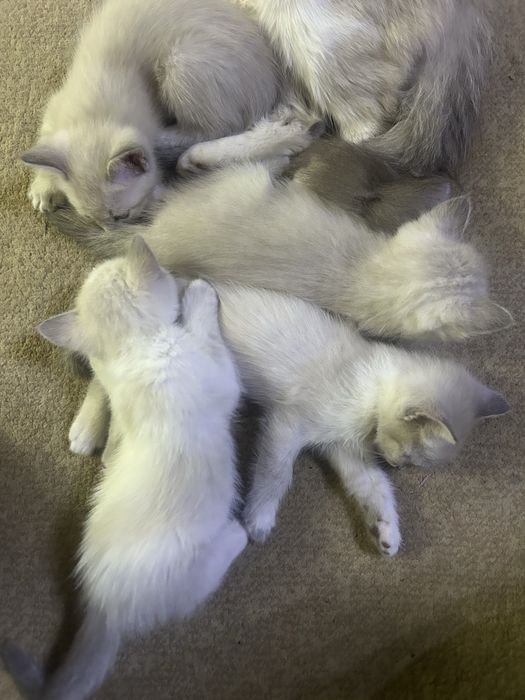 Отдам котят в хорошие руки