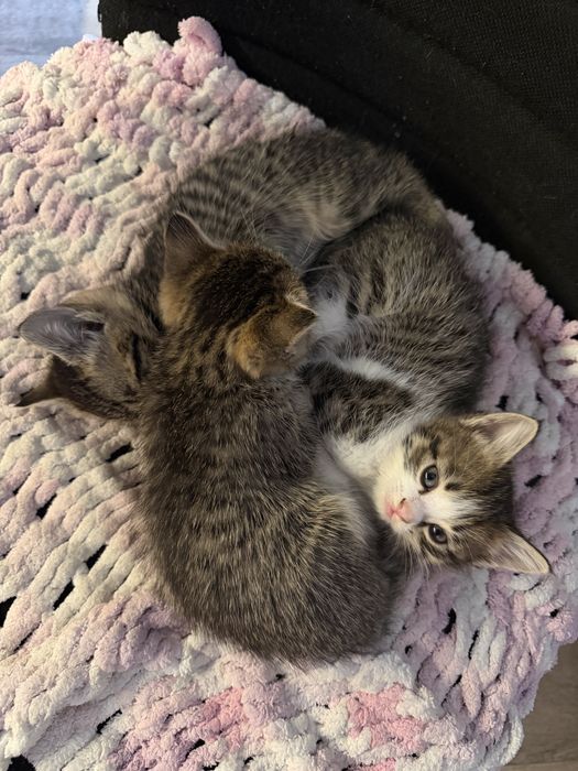 Котята в самые добрые ручки