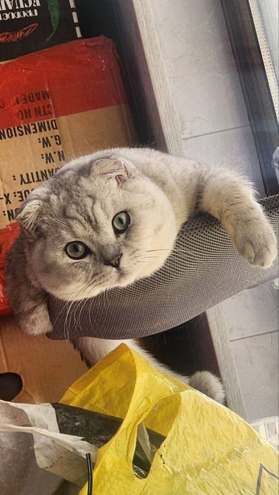 Britanski skotish fold seribristiy okras ogl bola sotladi