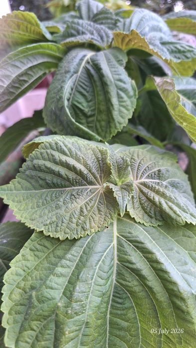 껫잎 10개 perilla leaves 10 leaves