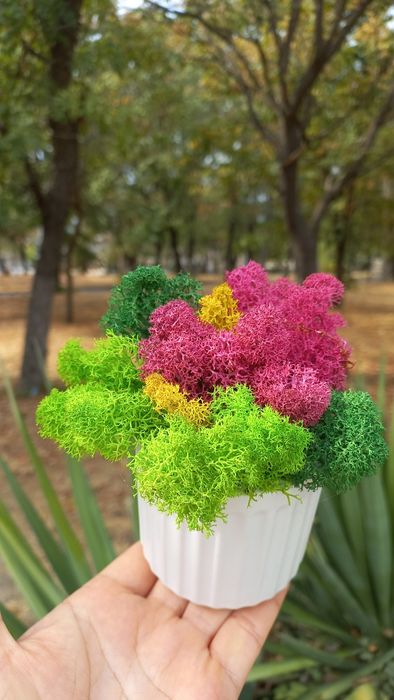 Керамична кашпа или дървено пънче с коронка от скандинавски мъх