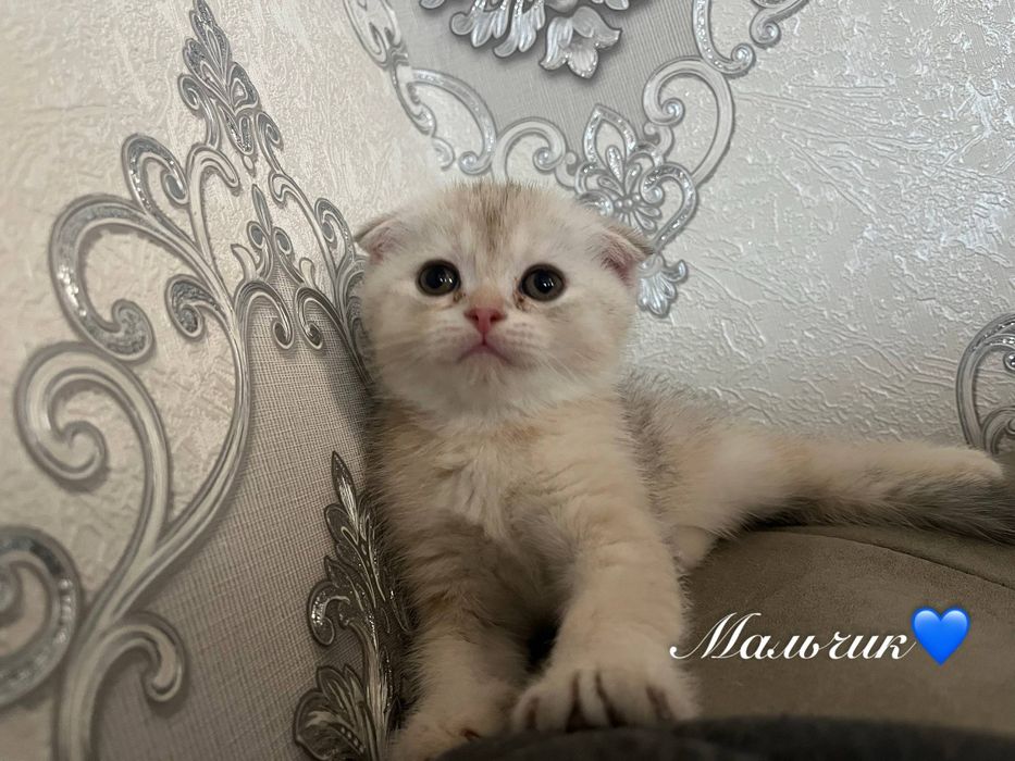 Шотландские котята