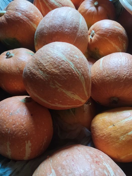 Продам домашнюю деревенскую тыкву