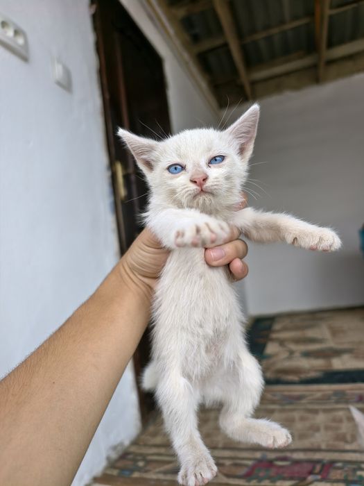 Котята для добрых рук