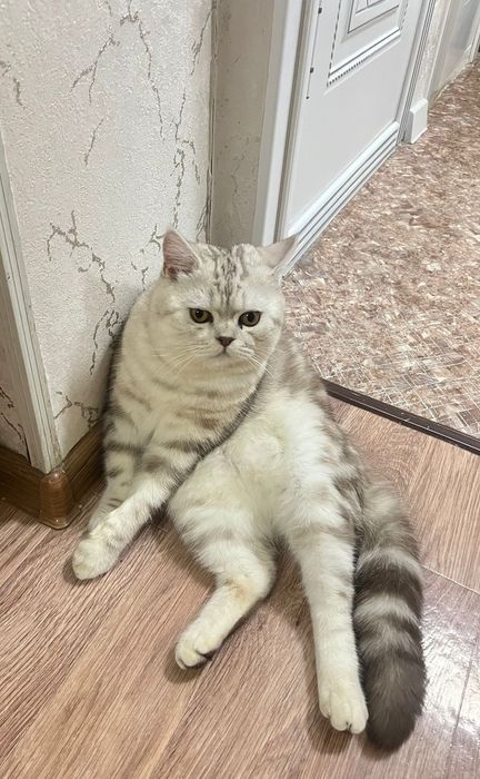 Породистый кот годик