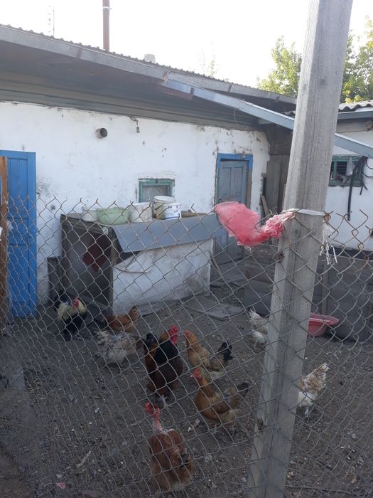 Забадам. Откорм Савхоз.