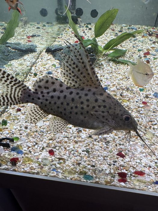 Somn cu aripioare de pene (Synodontis eupterus).