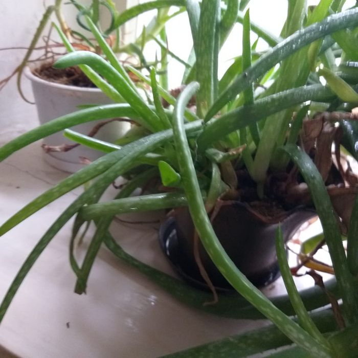 Продам алоэ большое