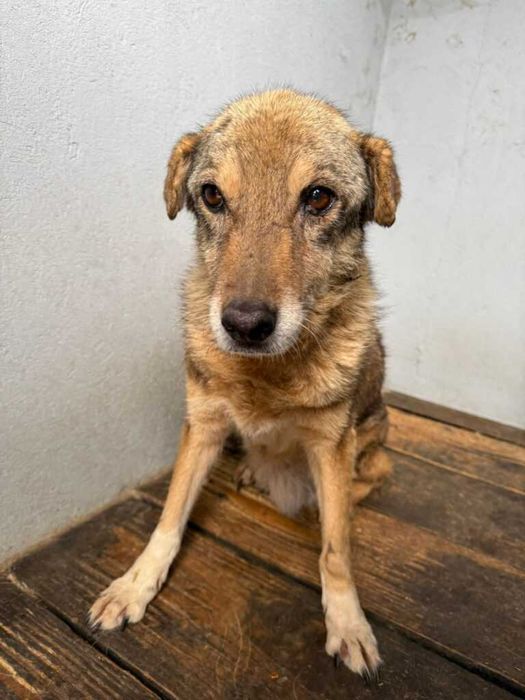 Adopta un caine - un sufletel are nevoie de stapan!