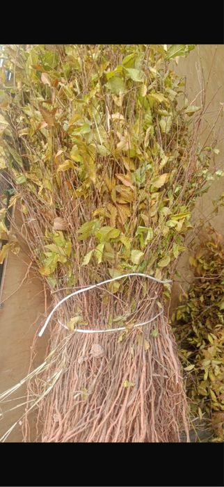 Саксаул кошети сексеул кошети саженцы