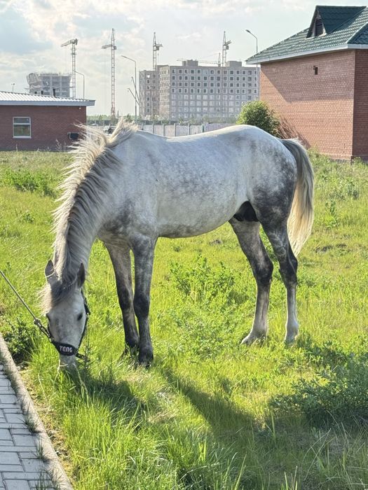 Айғыр сатылады срочно