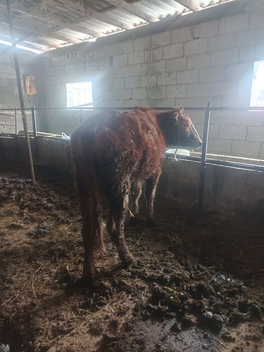 Құнажын тёлка ұрғашы