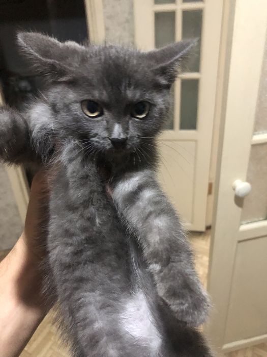 Отдам котенка мальчика