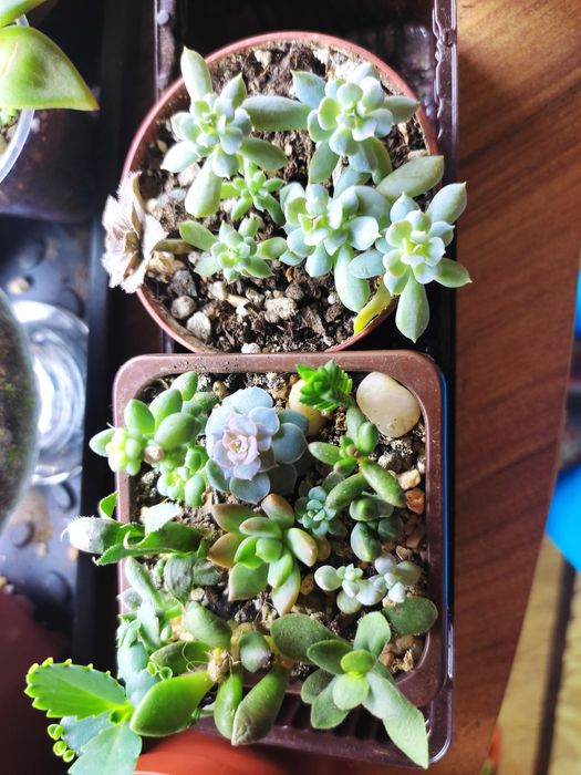 Мини садики из суккулентов