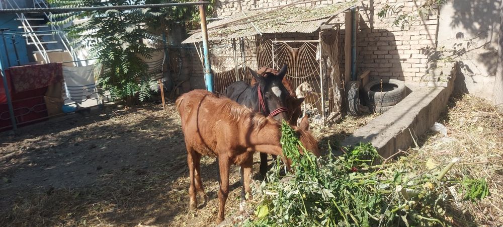 Той 2 та эркак 1 та ургочи соглом иштаха яхши доставка бор